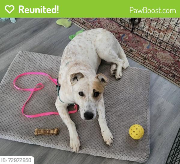 Reunited Female Dog last seen Los Angeles, CA 90019, USA, Los Angeles, CA 90019