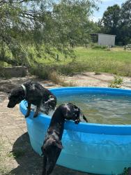 Reunited Female Dog last seen Walnut Creek ranch, Cedar Creek, TX 78612