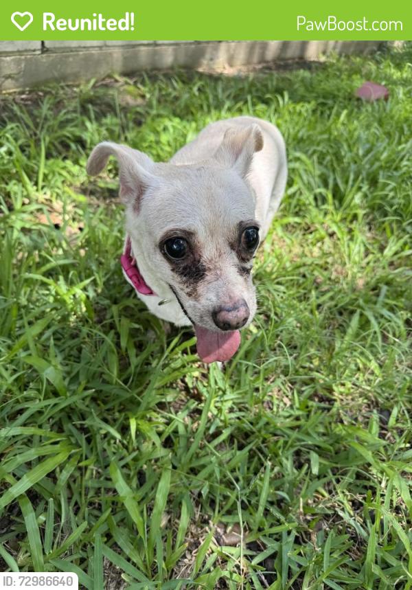 Reunited Female Dog last seen Ray Drive and Starlite Rd. , Pasadena, TX 77505