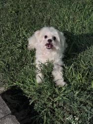 Reunited Unknown Dog last seen Brandywine and Maiden Ln, San Antonio, TX 78228