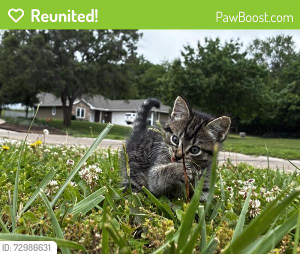 Reunited Male Cat last seen Kansas Ave, Walnut Grove., Topeka, KS 66617
