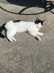 Lost Male Cat last seen Hither Green , Greater London, England SE6 1AE