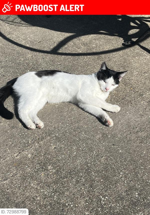 Lost Male Cat last seen Hither Green , Greater London, England SE6 1AE