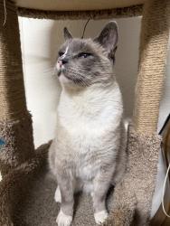 Lost Male Cat last seen Felicia way laguna blvd, Elk Grove, CA 95758