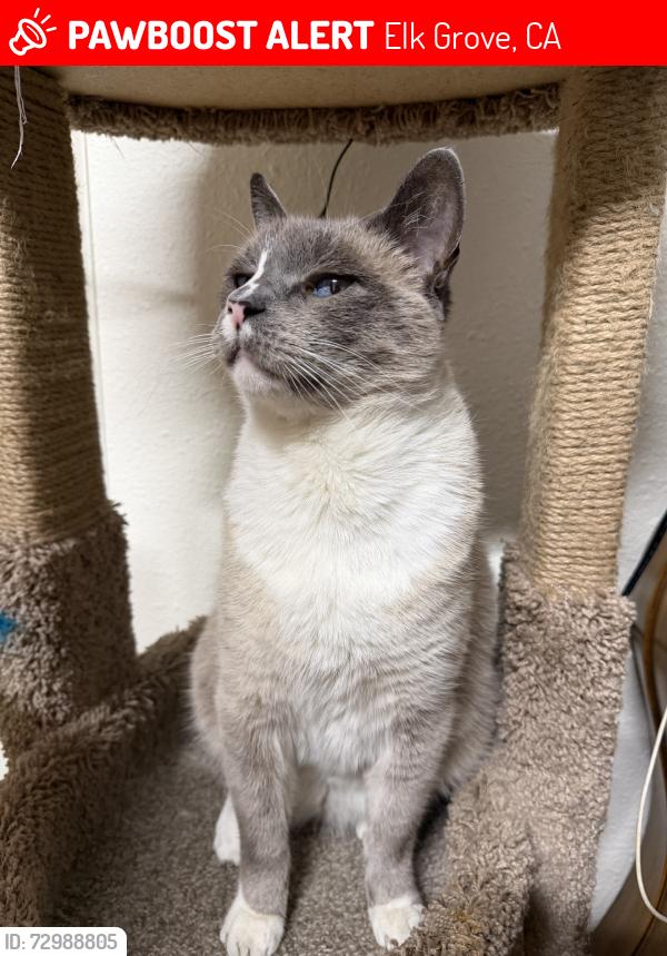 Lost Male Cat last seen Felicia way laguna blvd, Elk Grove, CA 95758
