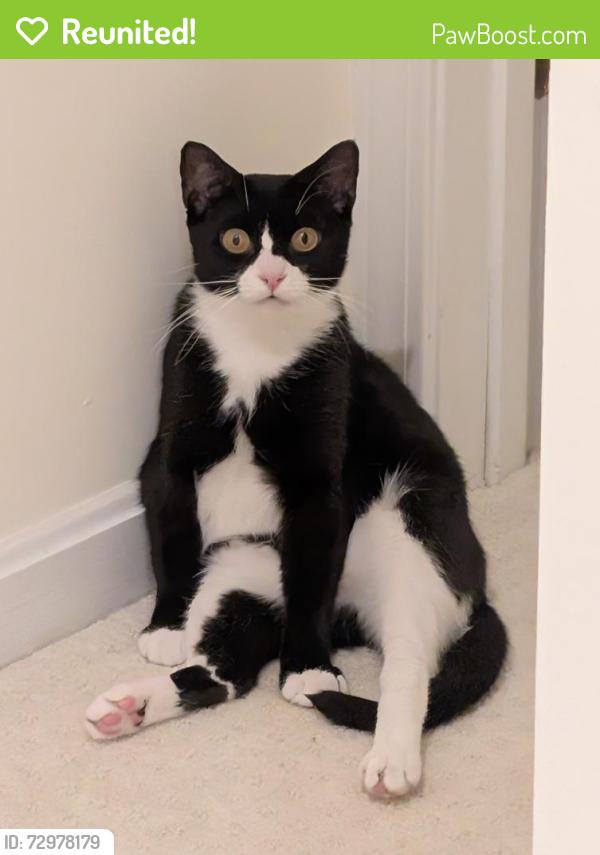 Reunited Female Cat last seen Steeplebush Road, Blackberry Road, Bixby Hill Road, Cedar Street, Essex Junction, VT 05452