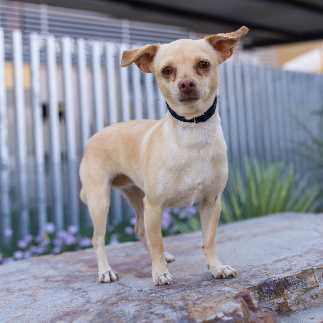 Shelter Stray Female Dog last seen , 4575 E Mesquite Ave, Palm Springs, CA 92264, USA