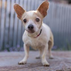 Shelter Stray Female Dog last seen , 4575 E Mesquite Ave, Palm Springs, CA 92264, USA