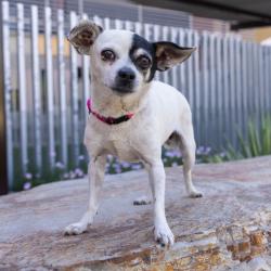 Shelter Stray Female Dog last seen , 4575 E Mesquite Ave, Palm Springs, CA 92264, USA