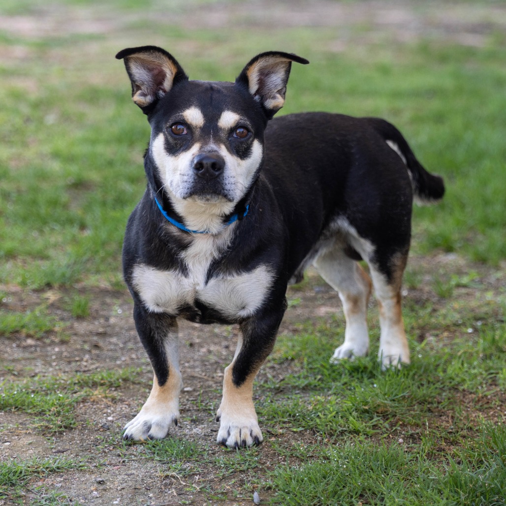 Shelter Stray Male Dog last seen , 4575 E Mesquite Ave, Palm Springs, CA 92264, USA