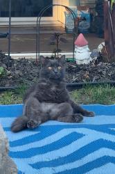 Lost Female Cat last seen Near south kings hwy ( dollar general), Surfside Beach, SC 29575