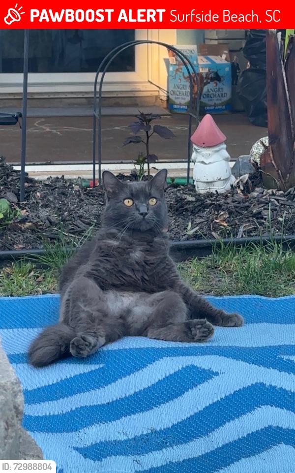 Lost Female Cat last seen Near south kings hwy ( dollar general), Surfside Beach, SC 29575