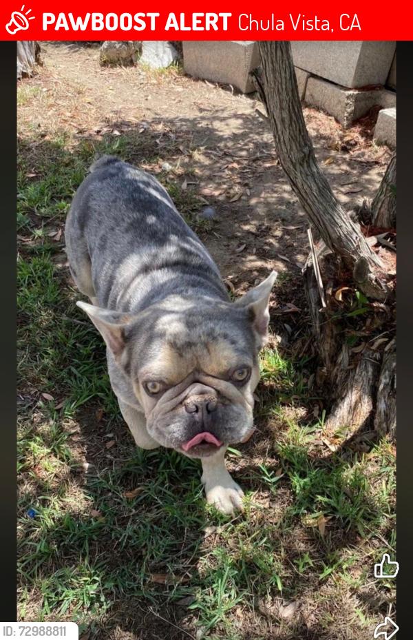 Lost Male Dog last seen Main Street , Chula Vista, CA 91911