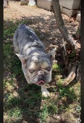 Lost Male Dog last seen Main Street , Chula Vista, CA 91911