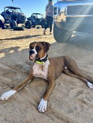 Reunited Male Dog last seen Chandler blvd and cooper , Chandler, AZ 85225