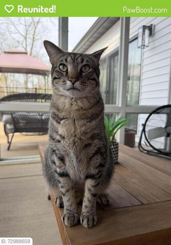 Reunited Male Cat last seen Seminary rd at union school our back yard , Alton, IL 62002