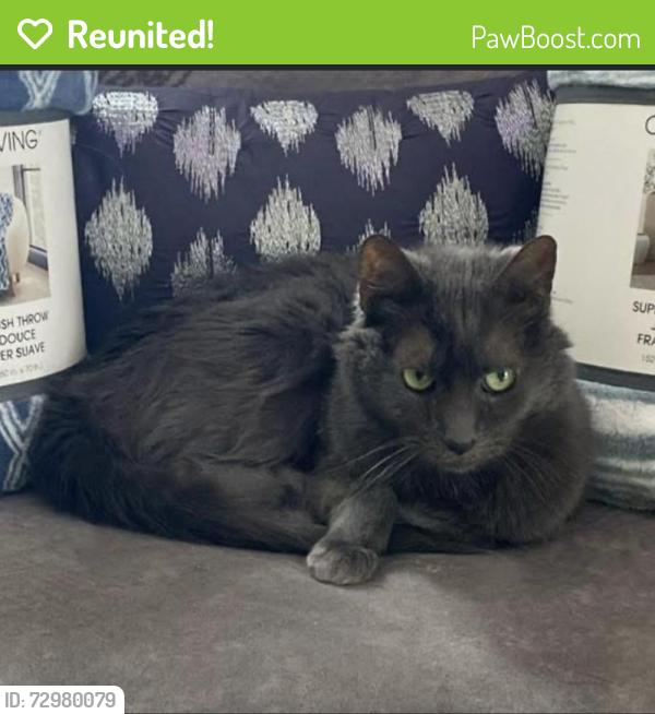 Reunited Female Cat last seen Hoffman, Allouez, WI 54301