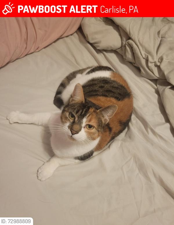 Lost Female Cat last seen South Hanover Street, Carlisle, PA 17013