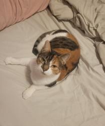 Lost Female Cat last seen South Hanover Street, Carlisle, PA 17013