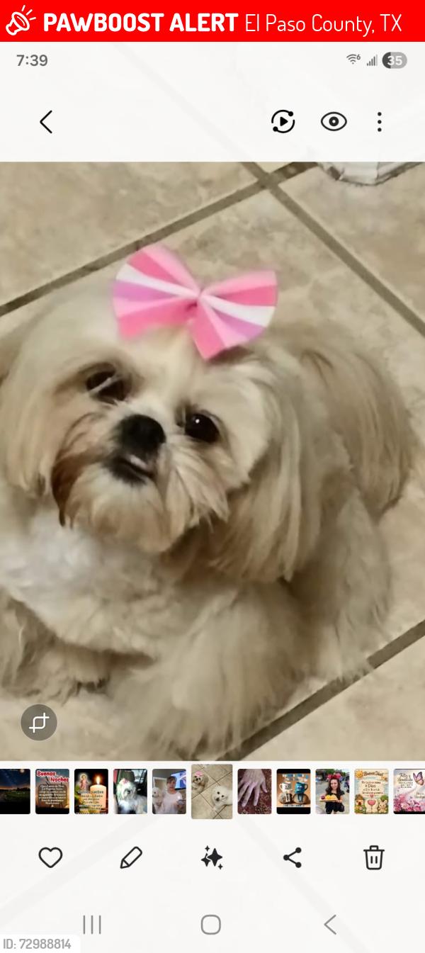 Lost Female Dog last seen Herts Way , El Paso County, TX 79928