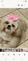 Lost Female Dog last seen Herts Way , El Paso County, TX 79928