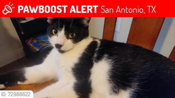 Lost Female Cat last seen Classen rd, San Antonio, TX 78247