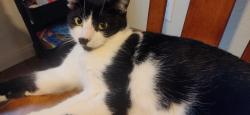 Lost Female Cat last seen Classen rd, San Antonio, TX 78247