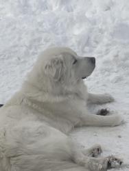 Reunited Male Dog last seen Brittany Lane, Huntington Mills, PA 18622
