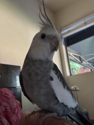 Lost Female Bird last seen Bonnie Brae x Mckinnley, Pomona, CA 91767