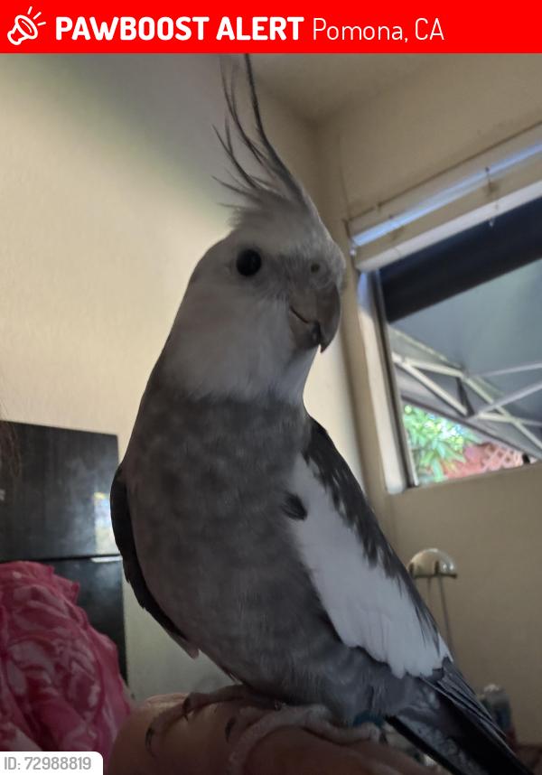 Lost Female Bird last seen Bonnie Brae x Mckinnley, Pomona, CA 91767