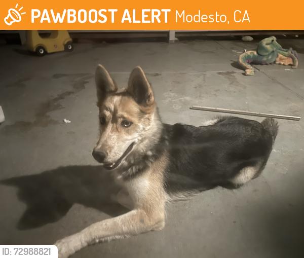 Found/Stray Female Dog last seen Yosemite , Modesto, CA 95357