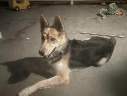 Found/Stray Female Dog last seen Yosemite , Modesto, CA 95357