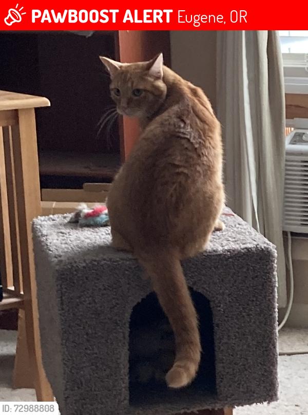 Lost Male Cat last seen Howard Avenue River Road area, Eugene, OR 97404