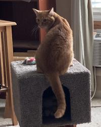 Lost Male Cat last seen Howard Avenue River Road area, Eugene, OR 97404