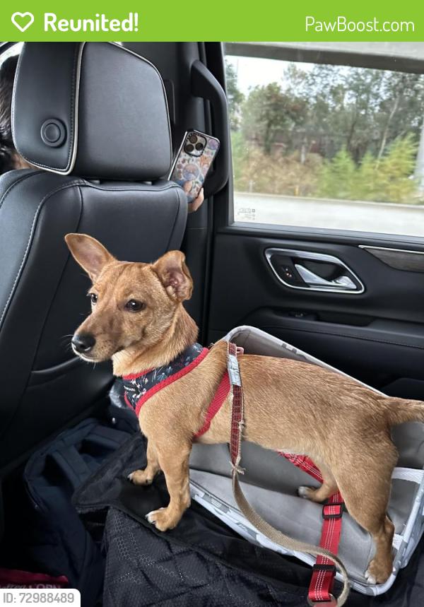 Reunited Female Dog last seen Grass area near the apmt buildings, San Diego, CA 92037