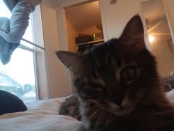 Lost Male Cat last seen Camino crossing, Rio Rancho, NM 87144