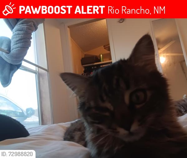 Lost Male Cat last seen Camino crossing, Rio Rancho, NM 87144