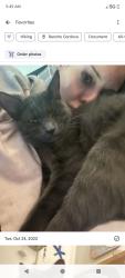 Lost Male Cat last seen Laurelhurst and data . By cubesmart storage, Rancho Cordova, CA 95670