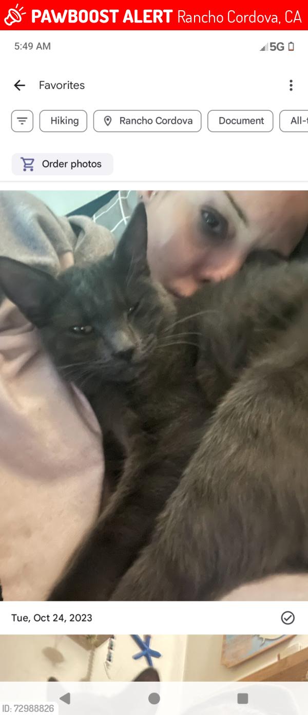 Lost Male Cat last seen Laurelhurst and data . By cubesmart storage, Rancho Cordova, CA 95670