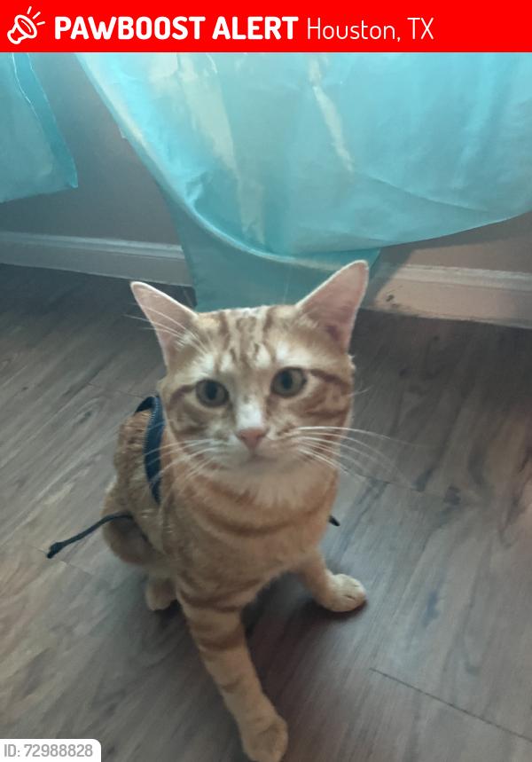 Lost Male Cat last seen Kipp Houston High School, Houston, TX 77099