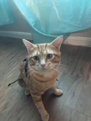 Lost Male Cat last seen Kipp Houston High School, Houston, TX 77099