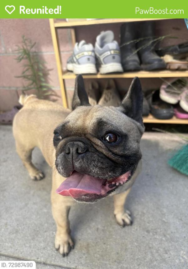 Reunited Female Dog last seen Anaheim St and Figueroa St, Los Angeles, CA 90744