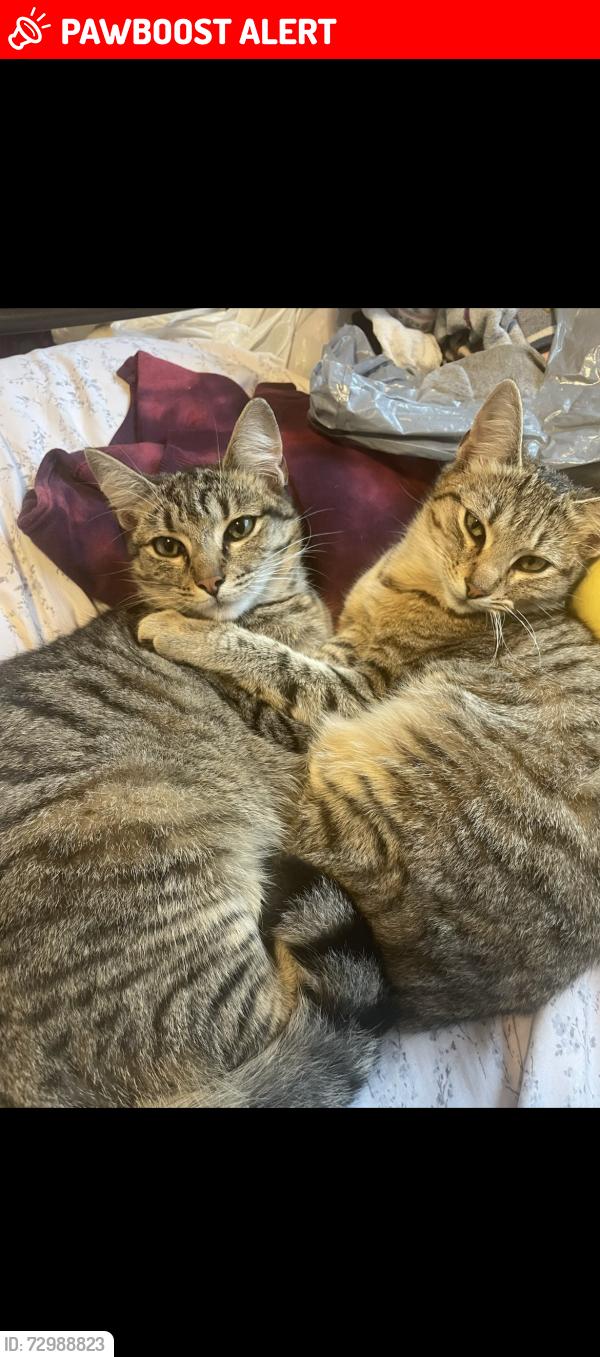 Lost Female Cat last seen Horst and 223rd , Hawaiian Gardens, CA 90716
