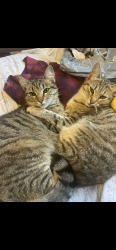 Lost Female Cat last seen Horst and 223rd , Hawaiian Gardens, CA 90716