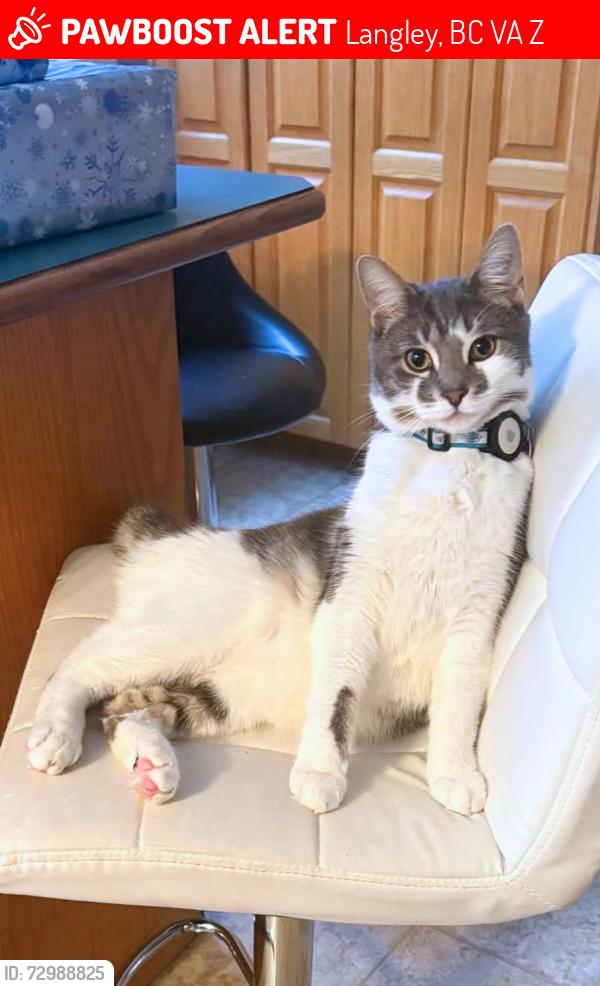 Lost Male Cat last seen 197a St  & 41a Ave, Langley, BC V3A 2Z5