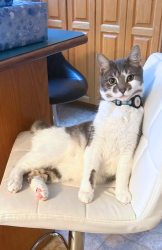 Lost Male Cat last seen 197a St  & 41a Ave, Langley, BC V3A 2Z5