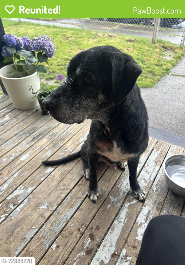 Reunited Male Dog last seen Beech and 17th Ave , Longview, WA 98632