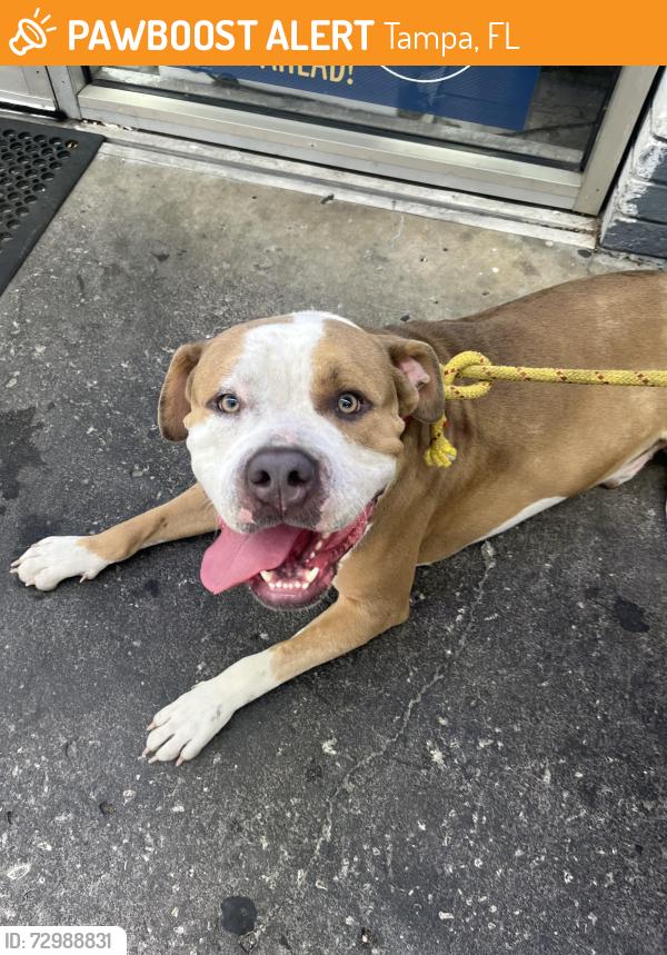 Found/Stray Male Dog last seen East Norfolk and 9th St, Tampa, FL 33604