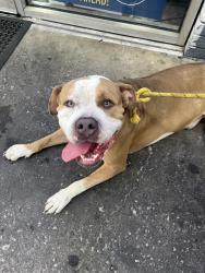 Found/Stray Male Dog last seen East Norfolk and 9th St, Tampa, FL 33604