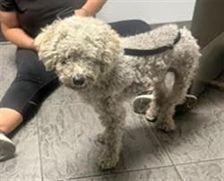 Shelter Stray Male Dog last seen , 11361 W Pico Blvd, Los Angeles, CA 90064, USA